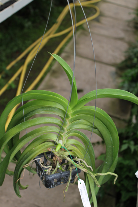 Ascocenda Surat Spot x Varut Leopard.jpg