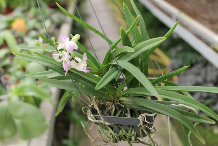 Neostillis Lou Snearly #1.jpg