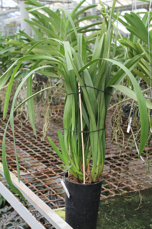 Cymbidium Kiwi Midnight.jpg