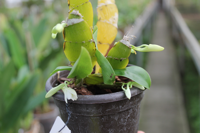 Dendrobium platycaulon.jpg