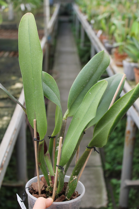 Brassolaeliocattleya King of Taiwan 'Ta-Hsin'.jpg