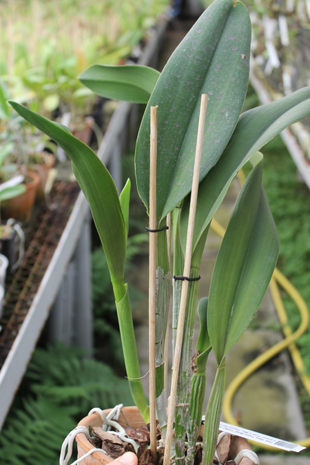 Potinara Haw Yuan Gold 'YC#2'.jpg