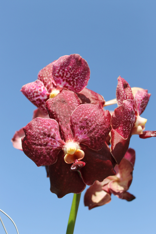 Ascocenda Haad Rawai x Vanda Tarab Waxy.jpg