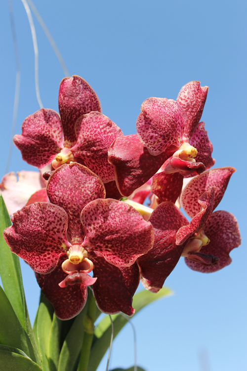 Vanda Thongchai x Vanda Mem Madame Pranerm.jpg