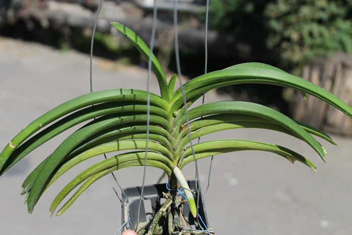 Vascostylis Baby Blue x Rhynchostylis coelestis blue.jpg
