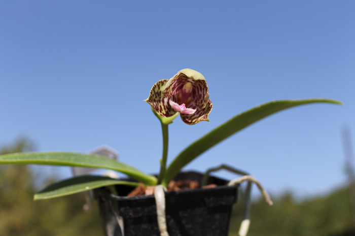 Phalaenopsis Natasha 'Aiko'.jpg