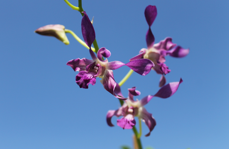Dendrobium Somkiet Blue.jpg