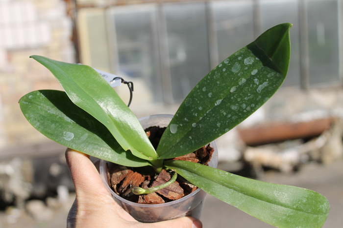 Phalaenopsis Purple Martin '4N' x violacea indigo.jpg