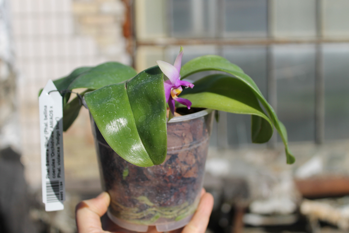 Phalaenopsis Samera 'Blue'.jpg