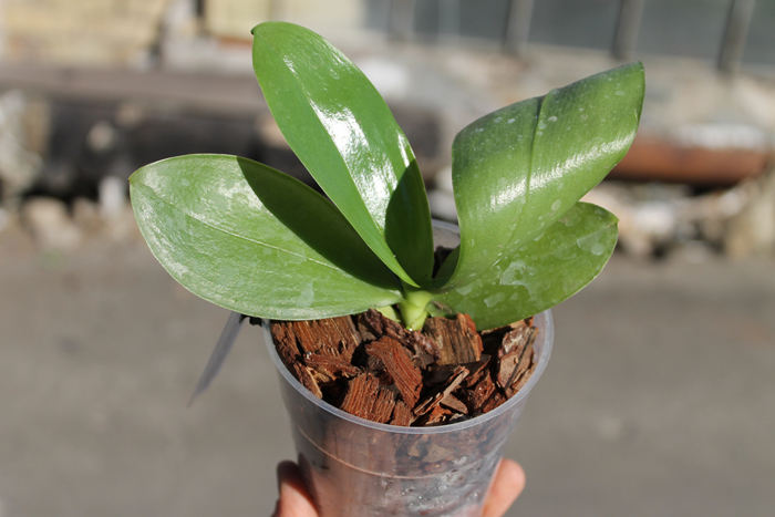 Phalaenopsis Yaphon Sir 'Yaphon #2' x Zheng Min Jacaranda 'Peter'.jpg
