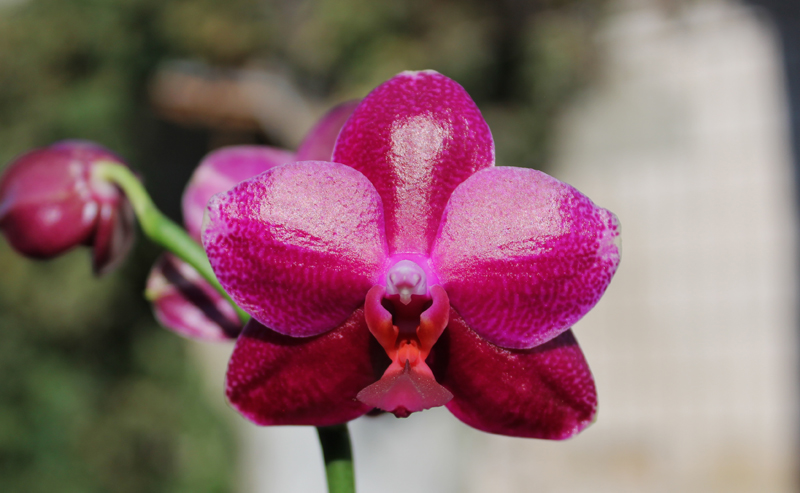 Phalaenopsis Sogo Relex 'F-1661'.jpg