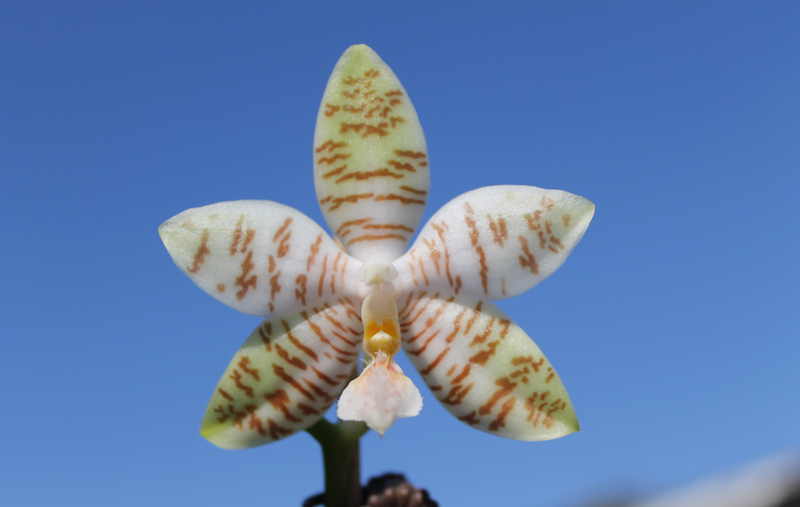 Phalaenopsis Chienlung Mosaics (Yaphon Sir x hieroglyphica).jpg