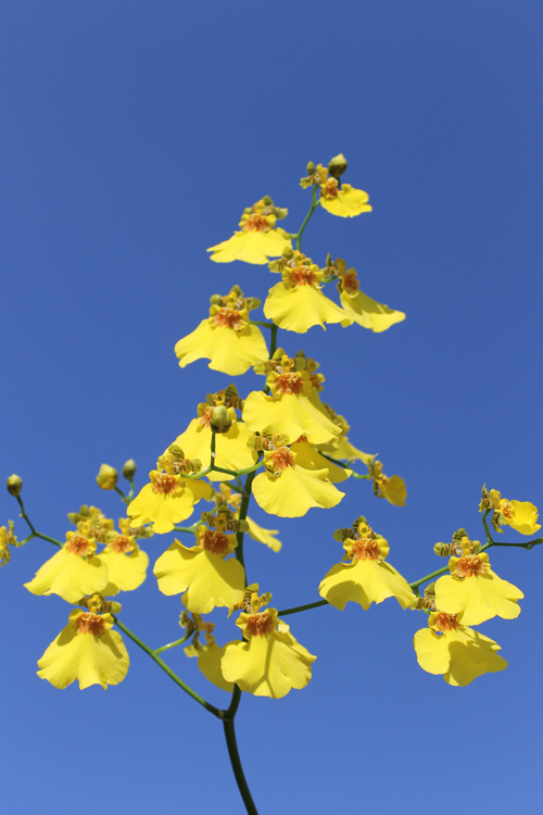 Oncidium Sweet Sugar 'Yellow King'.jpg