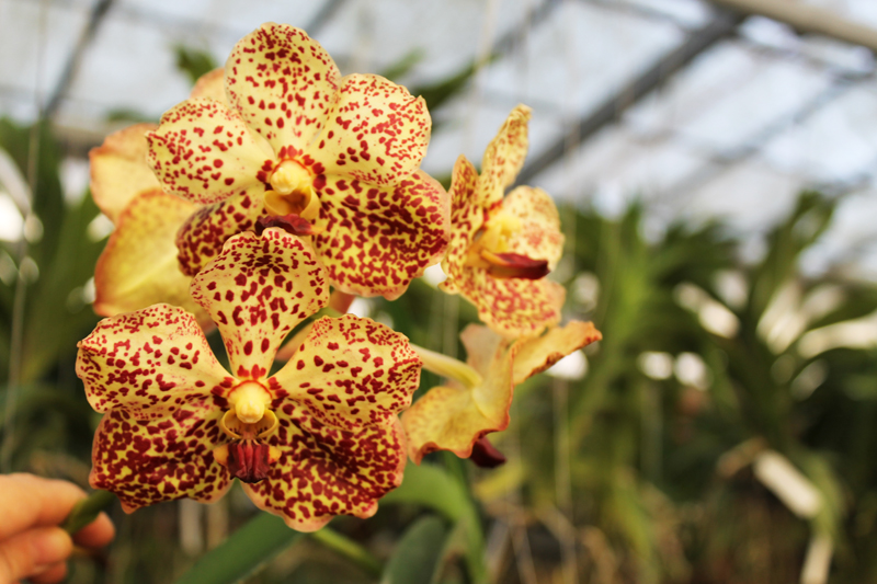 Ascocenda Butterfly x Vanda Srakaew.jpg