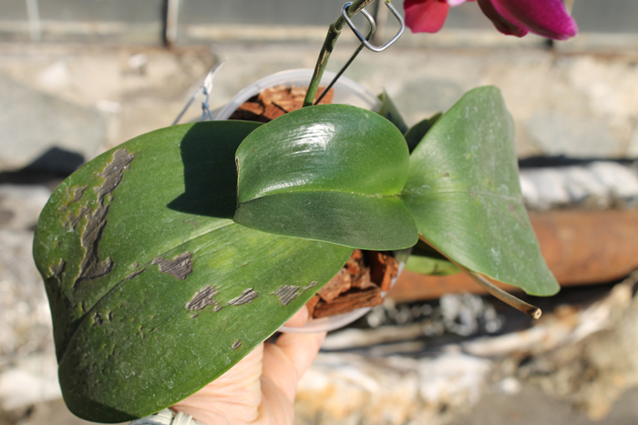 Phalaenopsis Sogo Relex 'F-1661'.jpg