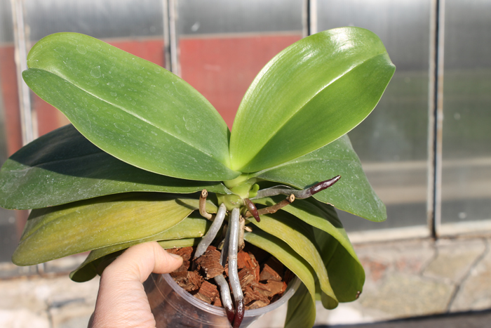 Phalaenopsis Sogo Relex 'F-1661'.jpg