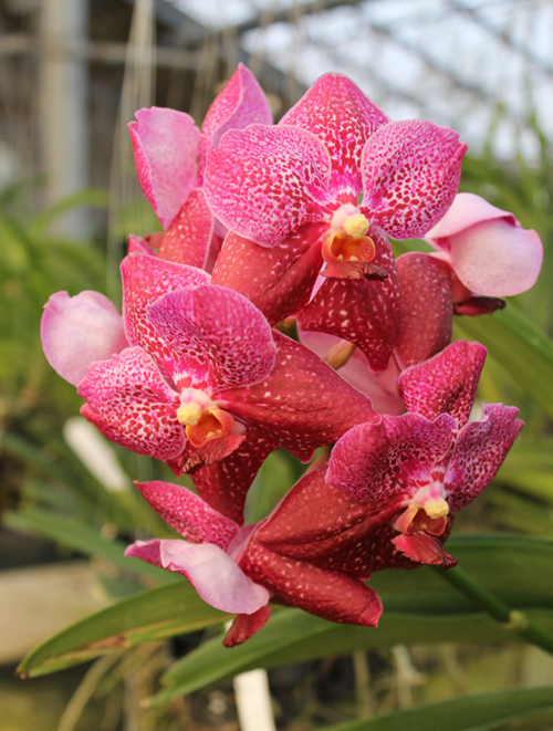 Vanda Dr Anek x Bitz's Heartthrob x Kultana Flame.jpg