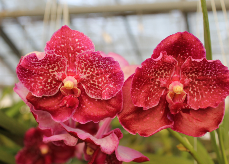 Vanda Suwapee Blue x Vanda Dr Anek.jpg
