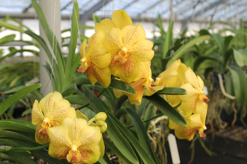 Vanda Gulf of Siam.jpg