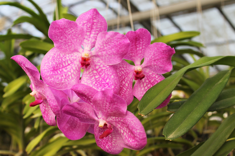 Vanda Adisak x Vanda Kultana Blue, pink.jpg