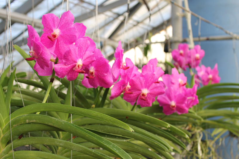 Vanda Brighton Fushia x Kimigayo.jpg