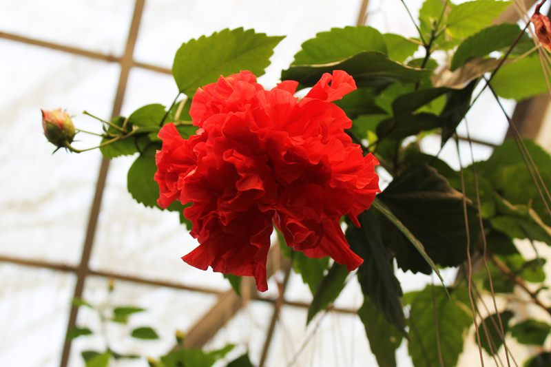 Hibiscus Rosa-Sinensis.jpg