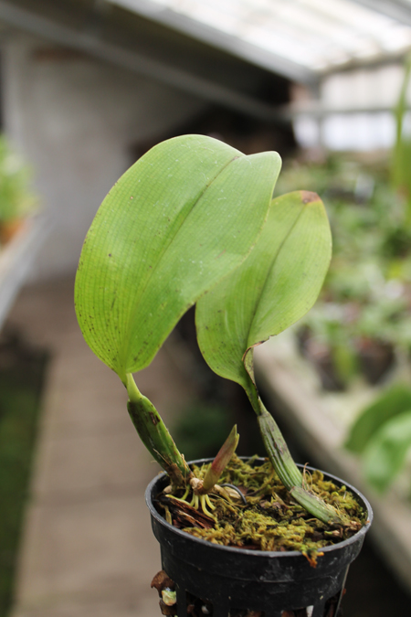 Bulbophyllum reticulatum.jpg