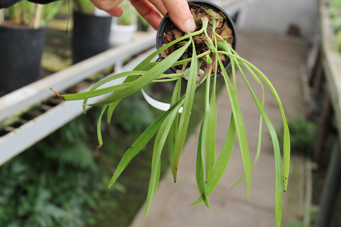 Maxillaria schunkeana.jpg