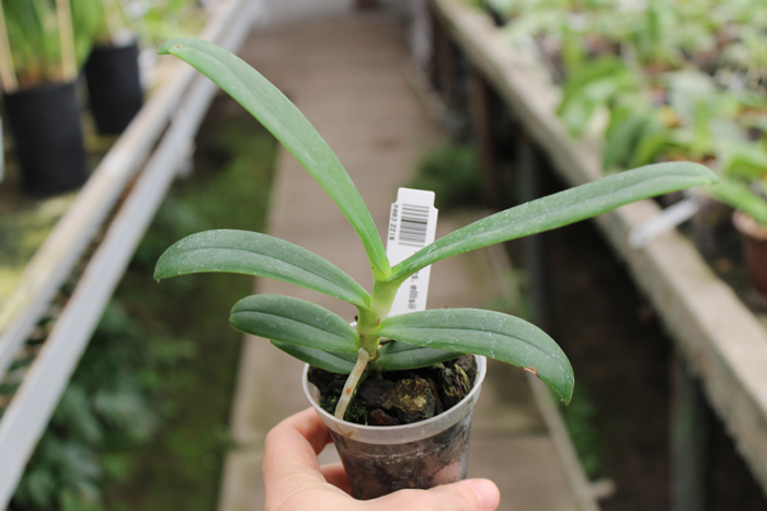 Aerangis ellisii.jpg