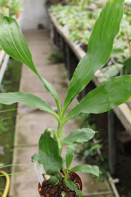 Chysis bractescens.jpg