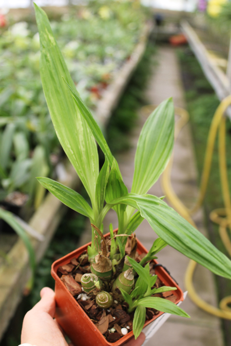 Phaius tankervilleae alba.jpg