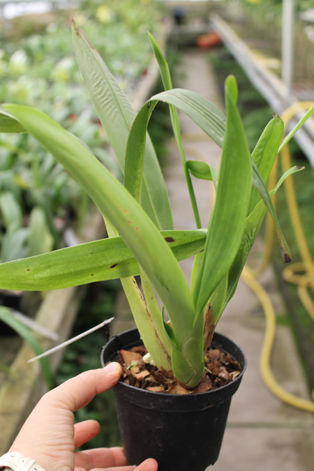 Maxillaria platypetala.jpg
