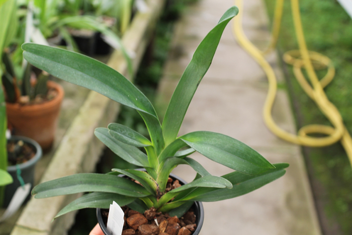 Angraecum sesquipedale.jpg