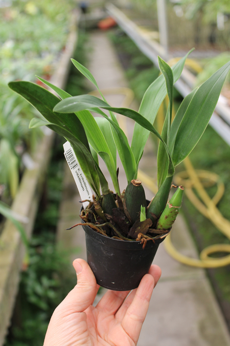 Encyclia (vitellinum x michuacana) x vitellinum.jpg