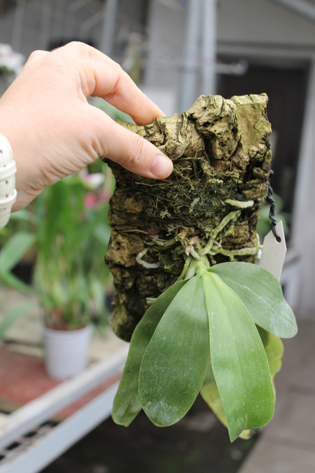 Phalaenopsis violacea alba.jpg