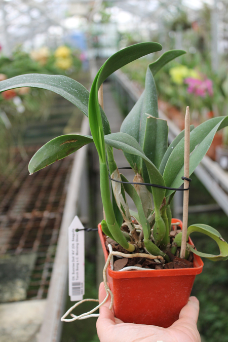 Cattlianthe Sunrise Doll 'AV'.jpg