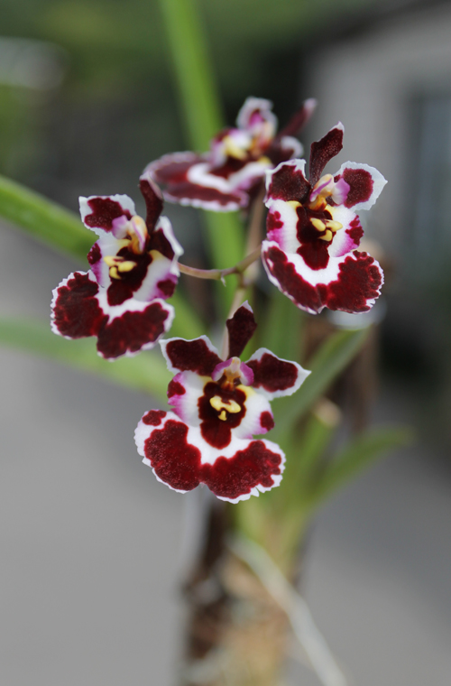 Oncidium (Tolumnia) hybrid.jpg