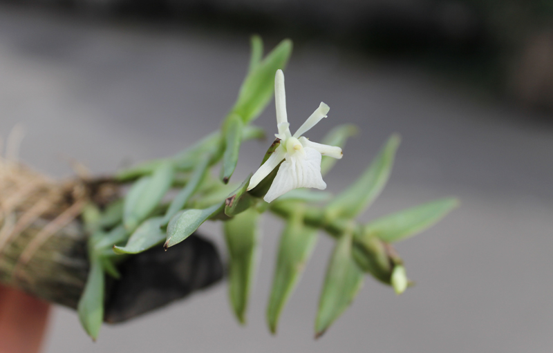Epidendrum whittenii.jpg
