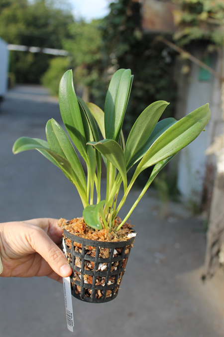 Masdevallia vittatula.jpg