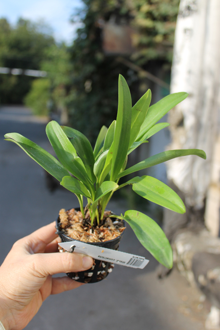 Masdevallia constricta.jpg