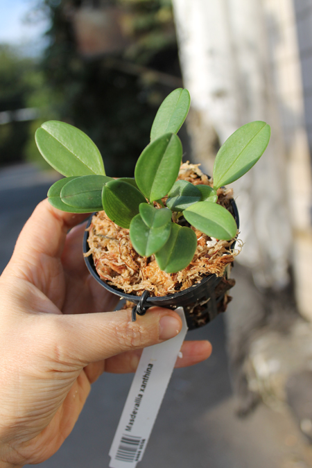 Masdevallia xanthina.jpg