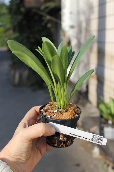 Masdevallia monicana.jpg