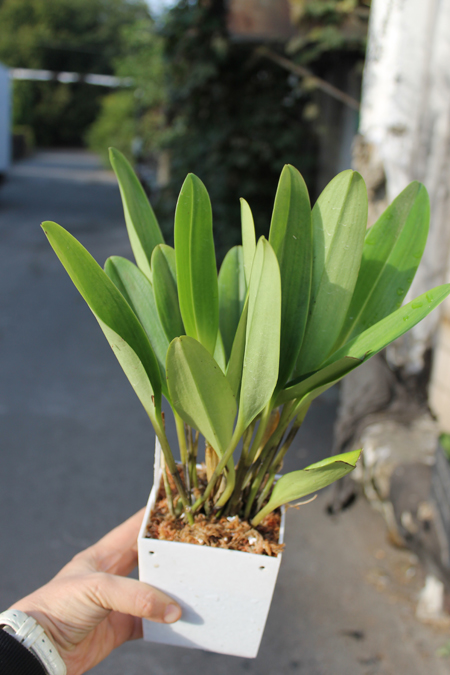 Masdevallia cerastes.jpg