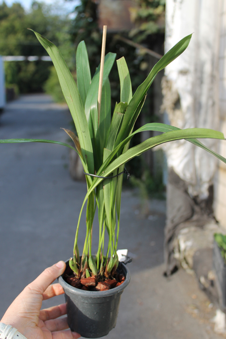 Maxillaria shepheardii.jpg