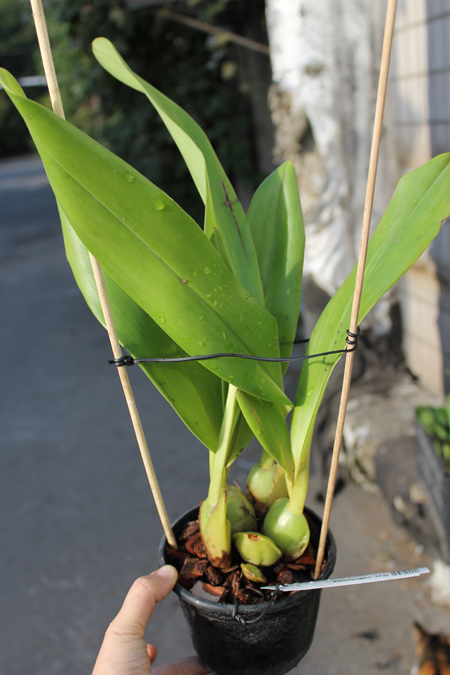 Maxillaria callichroma.jpg