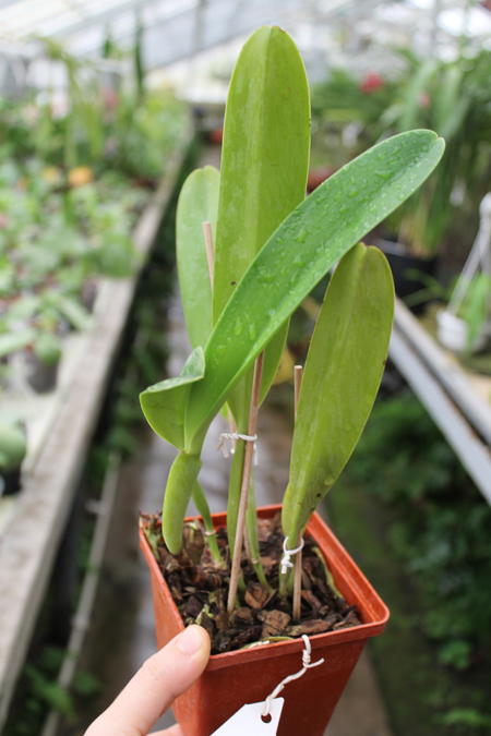 Cattleya dowiana x SELF.jpg