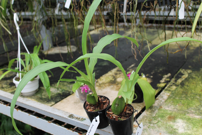 Lycaste Mercury 'Angel Song'.jpg