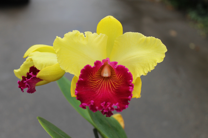 Brassolaeliocattleya Alma Kee 'Tipmalee'.jpg