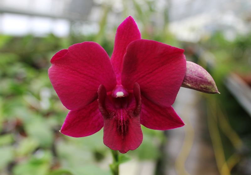 Dendrobium King Dragon x Lady Charm.jpg