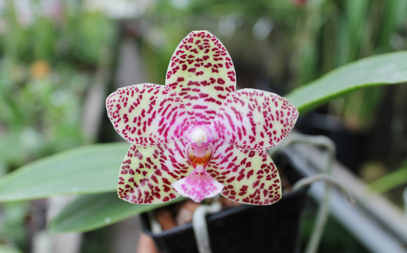 Phalaenopsis Natasha 'Aiko'.jpg